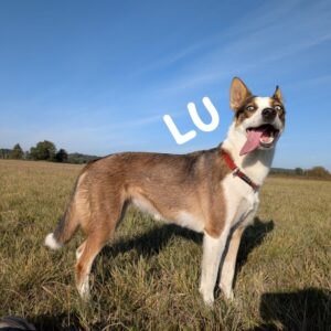 Lu