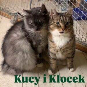 Kucy i Klocek