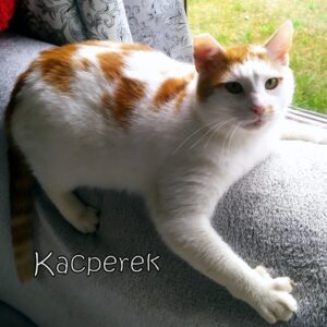 Kacperek