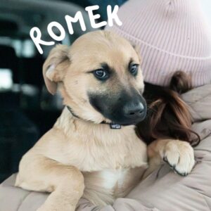 Romek