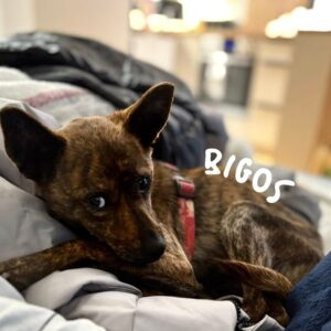 Bigos